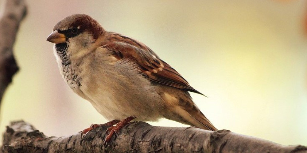 Bird 9950 1280